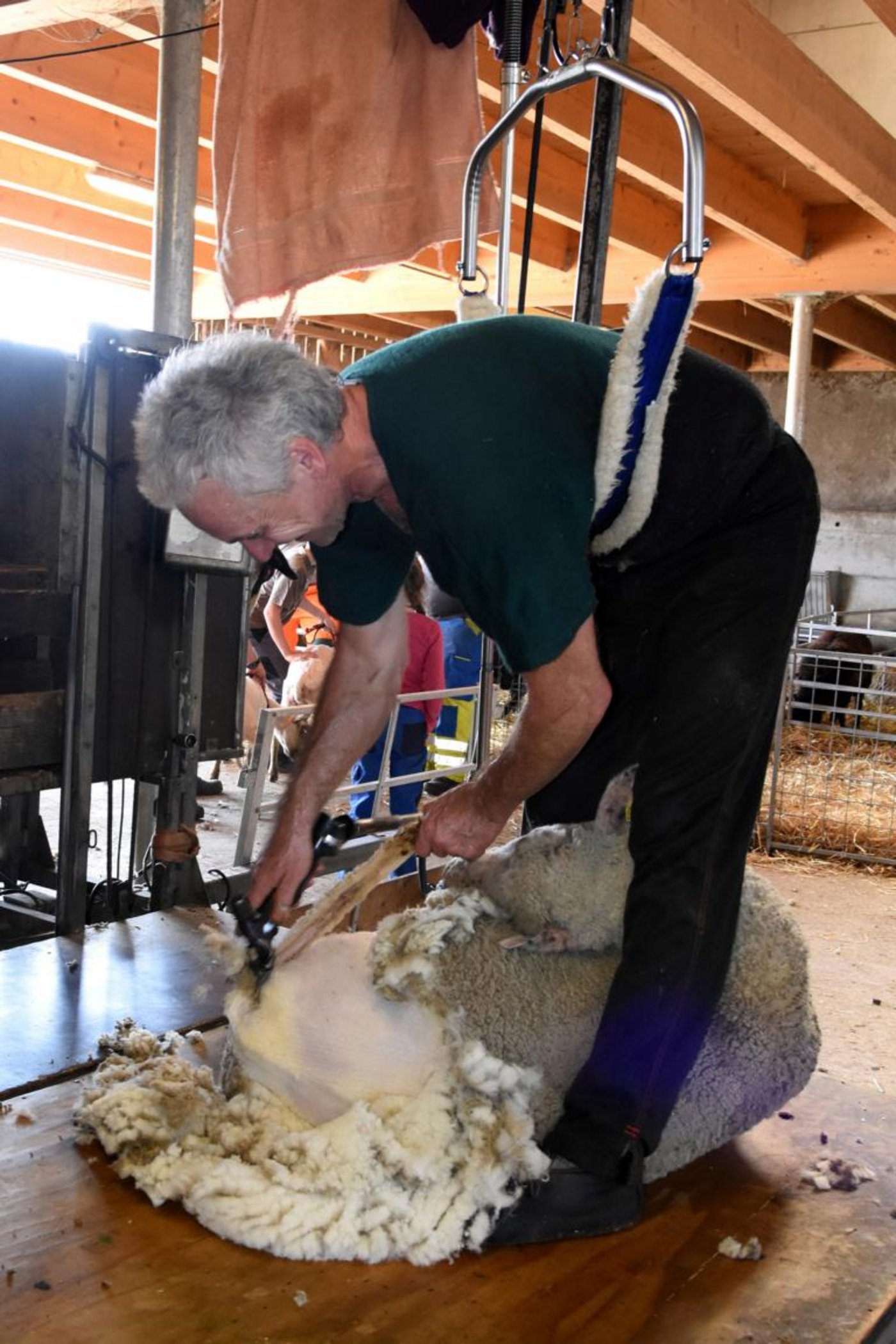 Andy Fuchs aus Weinfelden beim Scheren eines Schafes.
