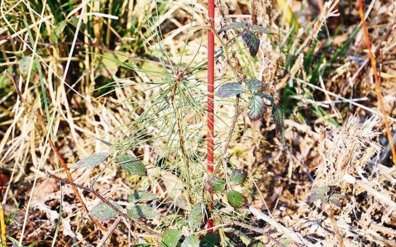 Naturverjüngung von Baumarten: Eine junge Föhre wurde mit einem roten Stab gekennzeichnet.