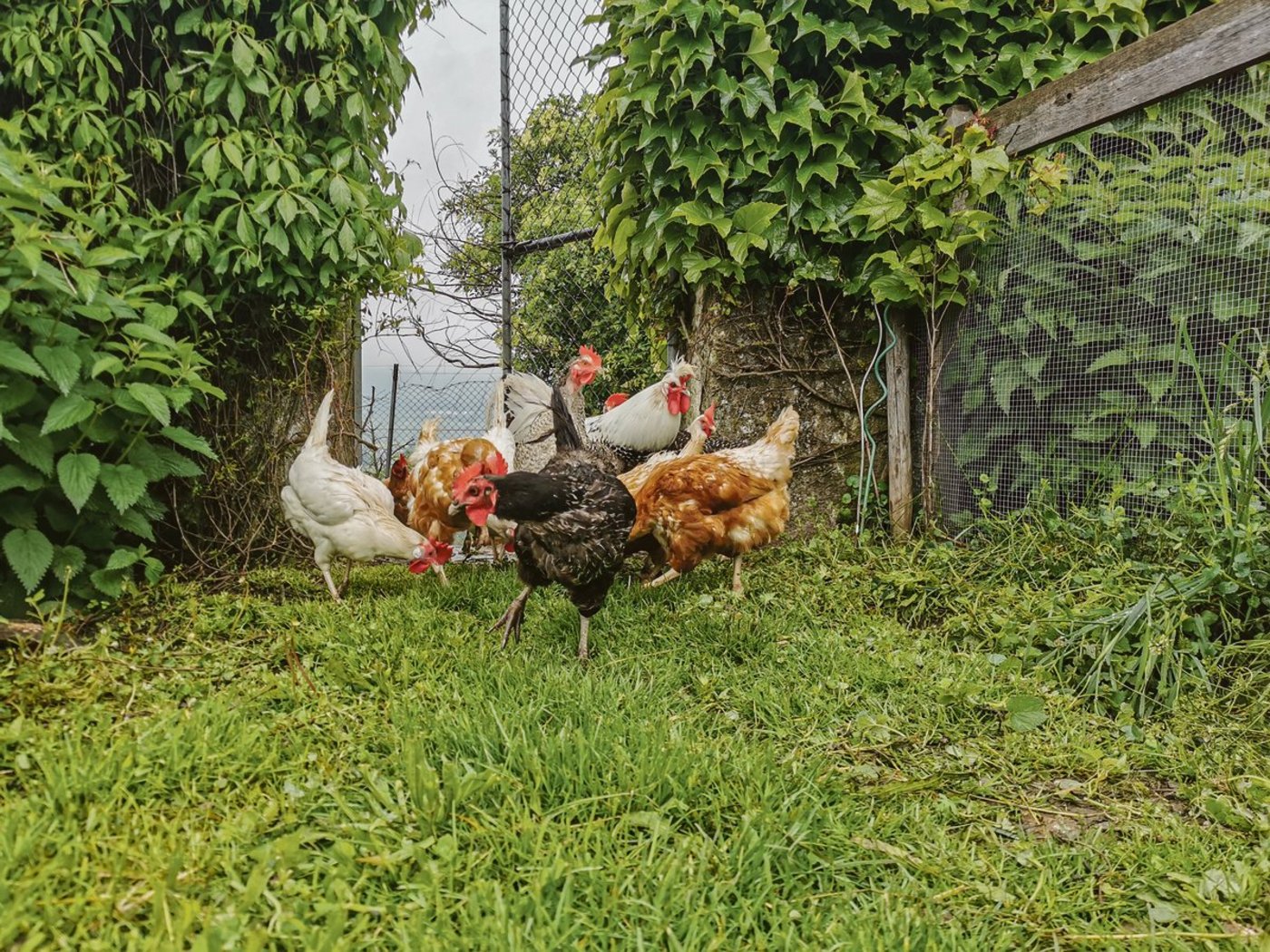 Wer seine alten Hühner ersetzen will, hat es derzeit schwer und tut wohl gut daran, sie noch zu behalten. Alle befragten Verkäufer von Junghennen sagen einhellig, sie seien ausverkauft.(Bild sb)