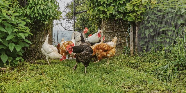 Wer seine alten Hühner ersetzen will, hat es derzeit schwer und tut wohl gut daran, sie noch zu behalten. Alle befragten Verkäufer von Junghennen sagen einhellig, sie seien ausverkauft.(Bild sb)