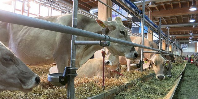 Kuhausstellung an der Olma in St. Gallen: «Knappe Anbindelänge bei einer Kuh», schreibt der Schweizer Tierschutz zu diesem Bild. (Bild STS)