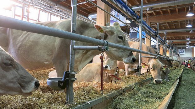 Kuhausstellung an der Olma in St. Gallen: «Knappe Anbindelänge bei einer Kuh», schreibt der Schweizer Tierschutz zu diesem Bild. (Bild STS)