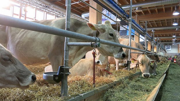Kuhausstellung an der Olma in St. Gallen: «Knappe Anbindelänge bei einer Kuh», schreibt der Schweizer Tierschutz zu diesem Bild. (Bild STS)