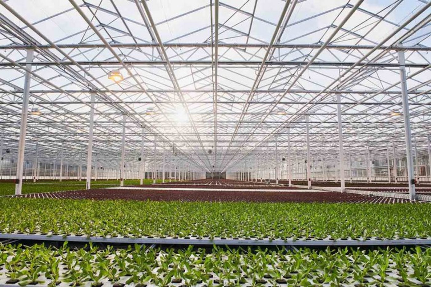 Ab 2025 kommt nur noch Gemüse aus Gewächshäusern, die erneuerbar beheizt wurden, in die Migros. (Bild Migros)