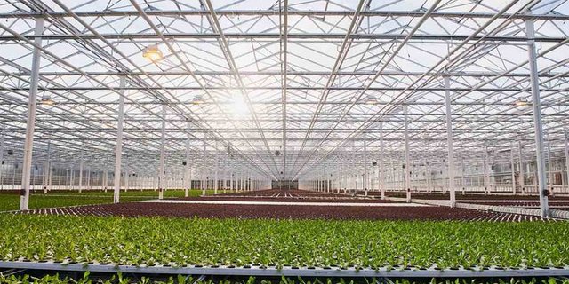 Ab 2025 kommt nur noch Gemüse aus Gewächshäusern, die erneuerbar beheizt wurden, in die Migros. (Bild Migros)