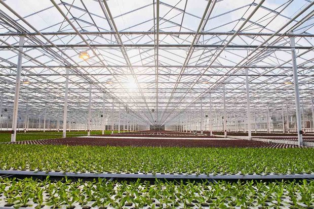 Ab 2025 kommt nur noch Gemüse aus Gewächshäusern, die erneuerbar beheizt wurden, in die Migros. (Bild Migros)