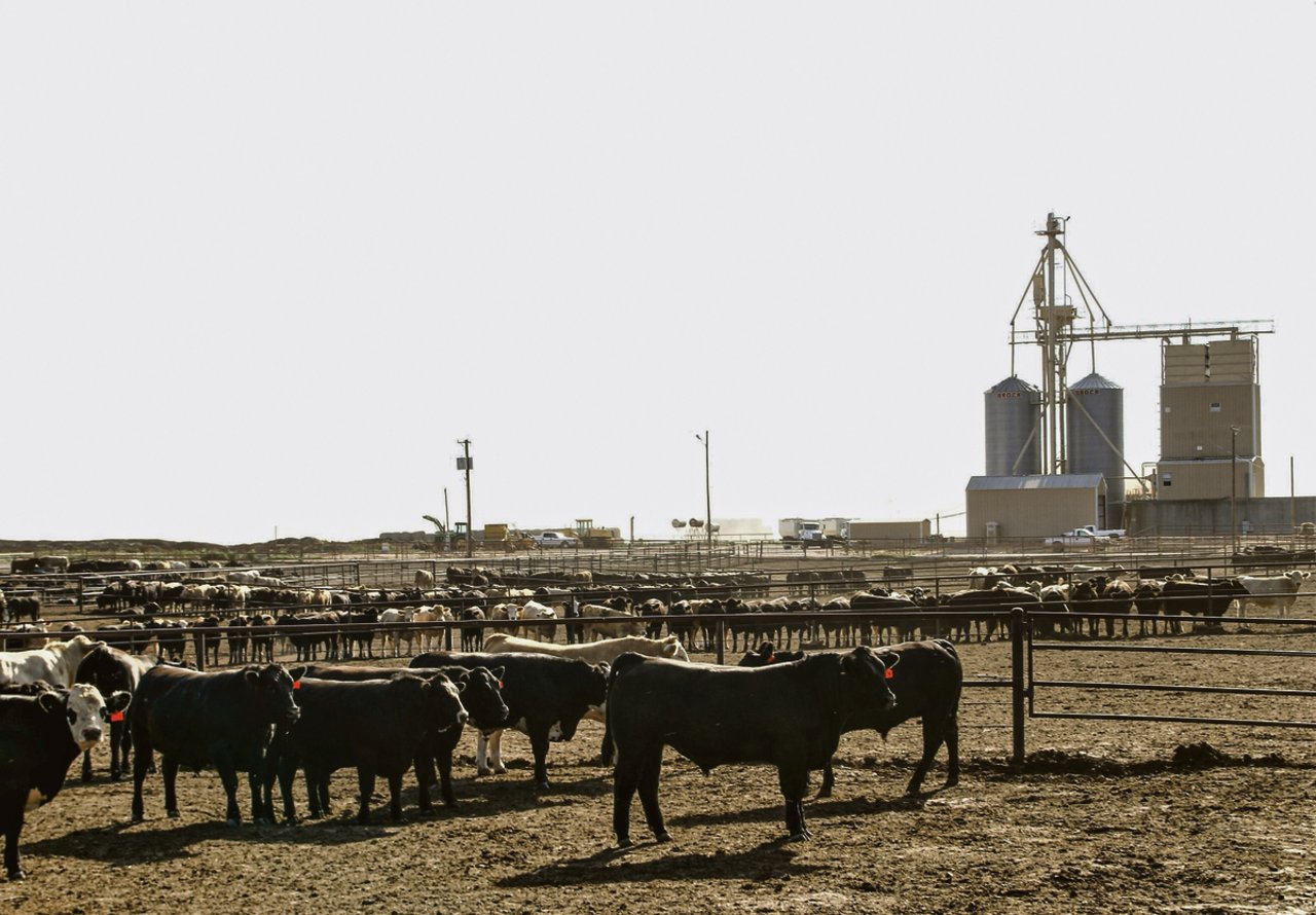 Ein Feedlot in Texas: Die amerikanische Landwirtschaft setzt auf Produktivitätsgewinne und Rationalisierung, um sich international Konkurrenzvorteile zu verschaffen. (Bild Markus Rediger/LID)