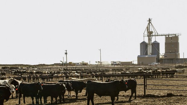 Ein Feedlot in Texas: Die amerikanische Landwirtschaft setzt auf Produktivitätsgewinne und Rationalisierung, um sich international Konkurrenzvorteile zu verschaffen. (Bild Markus Rediger/LID)