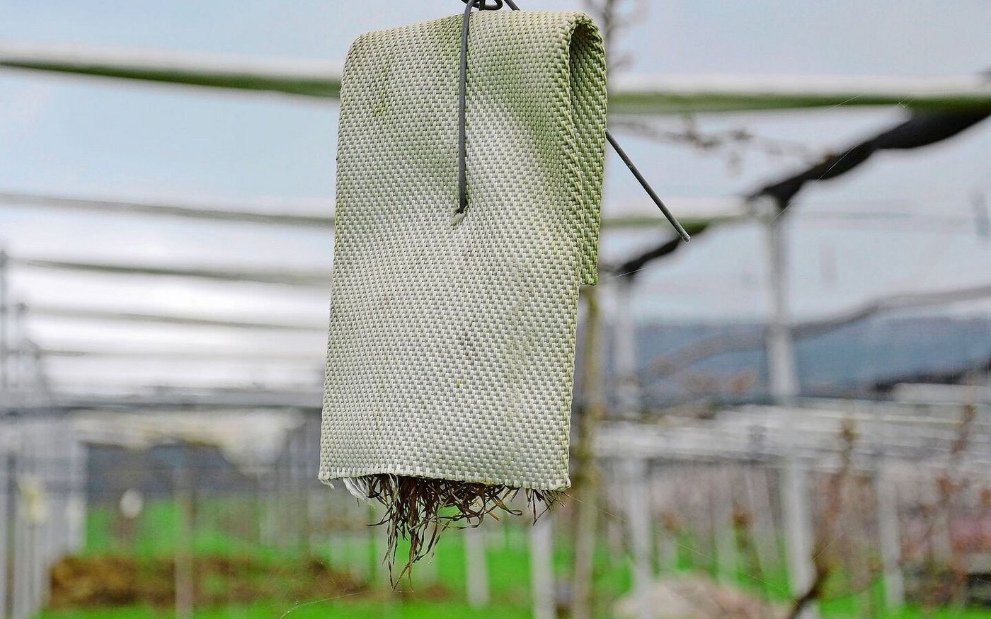 Alte Feuerwehrschläuche dienen als Unterschlupf für Ohrwürmer.