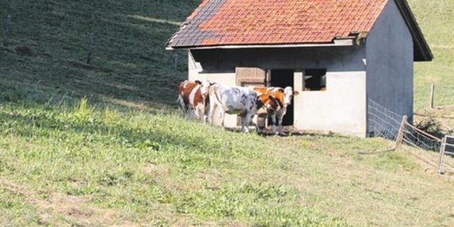 Die Trockenheit und der heisse Sommer beschäftigten die Bauernfamilien sehr. (Bild Kaspar Grünig) 