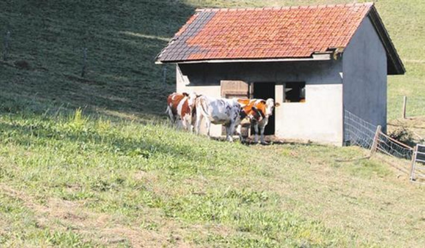 Die Trockenheit und der heisse Sommer beschäftigten die Bauernfamilien sehr. (Bild Kaspar Grünig) 