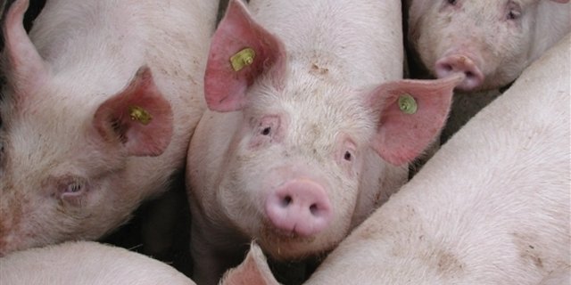 Die Schweinepreise bewegen sich nicht von Ort und Stelle. (Bild BauZ)