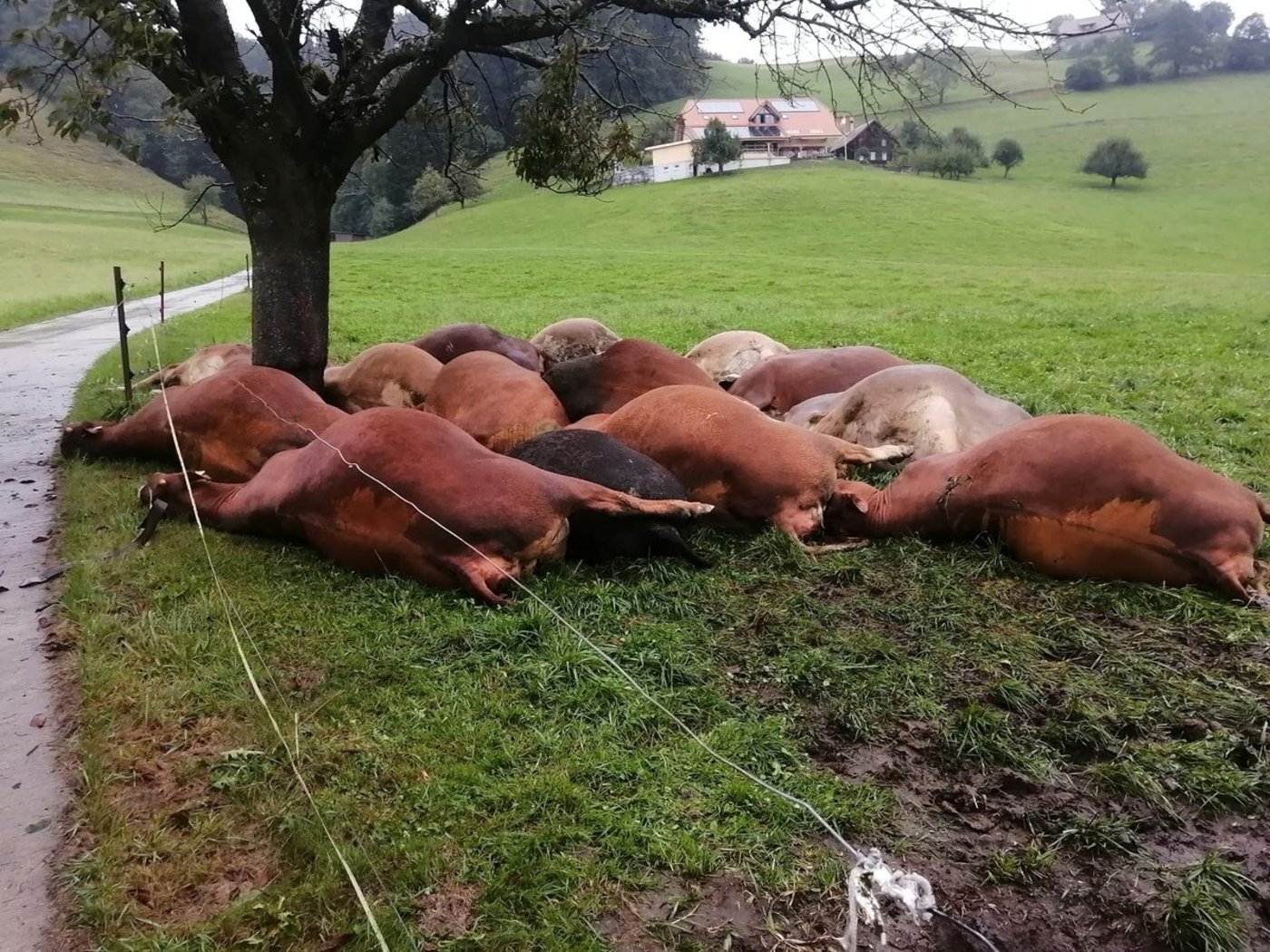 Ein trauriger Anblick: Peter Haldimann hat durch den schweren Blitzeinschlag einen Drittel seiner Herde verloren. Umso unverständlicher sind gehässige Online-Kommentare.(Bild Peter Haldimann)