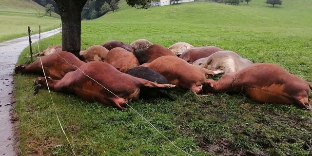 Ein trauriger Anblick: Peter Haldimann hat durch den schweren Blitzeinschlag einen Drittel seiner Herde verloren. Umso unverständlicher sind gehässige Online-Kommentare.(Bild Peter Haldimann)