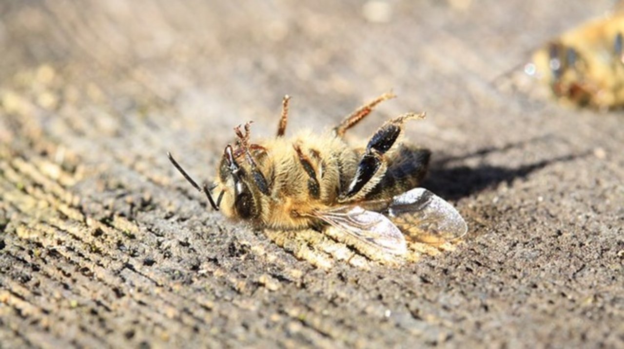 Das verunreinigte Pirimicarb sorgte für ein Bienesterben im Aargau. (Bild Archiv)