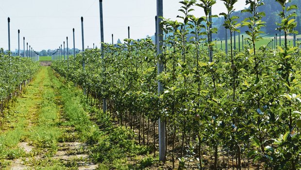 Die traditionelle Züchtung neuer Obstsorten ist ein langer Prozess. Vom Beginn der Züchtung bis zum Verkauf des Apfels im Laden dauert es 20 bis 30 Jahre.(Bild sgi)