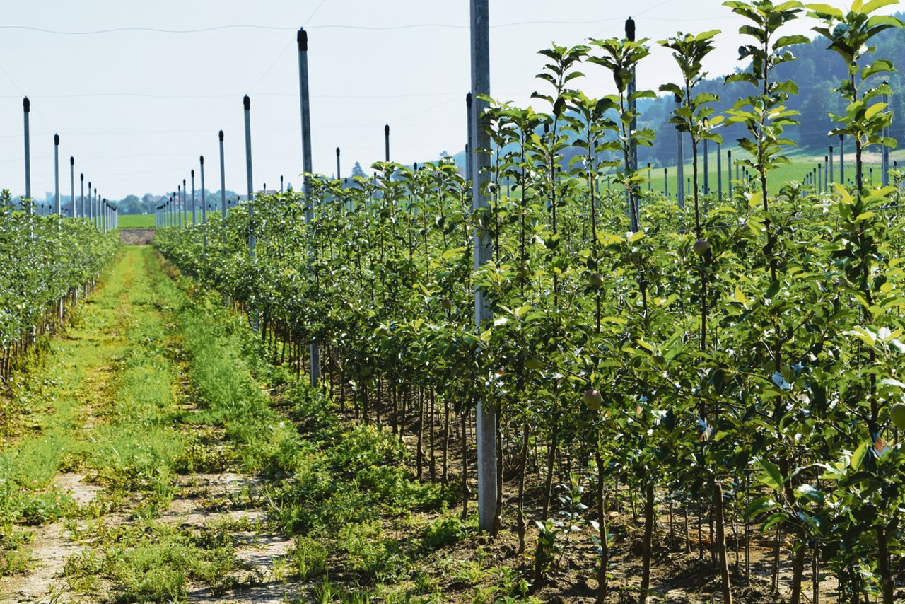 Die traditionelle Züchtung neuer Obstsorten ist ein langer Prozess. Vom Beginn der Züchtung bis zum Verkauf des Apfels im Laden dauert es 20 bis 30 Jahre.(Bild sgi)