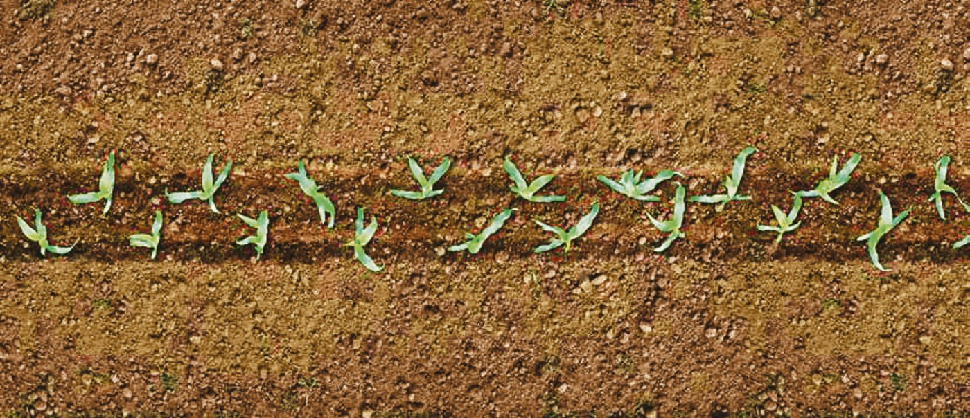 Durch die Doppelreihe konkurrenzieren die Pflanzen weniger um Licht, Nährstoffe und Fläche. Dies kann den Ertrag verbessern.