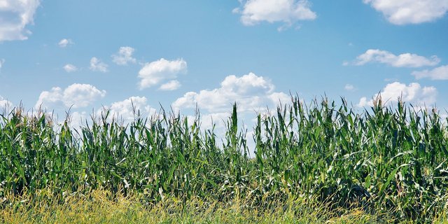 Auch die USA sind von Unwettern heimgesucht worden. Der Mais hat Hagelschäden davongetragen. (Bild Melanie Reinmann)