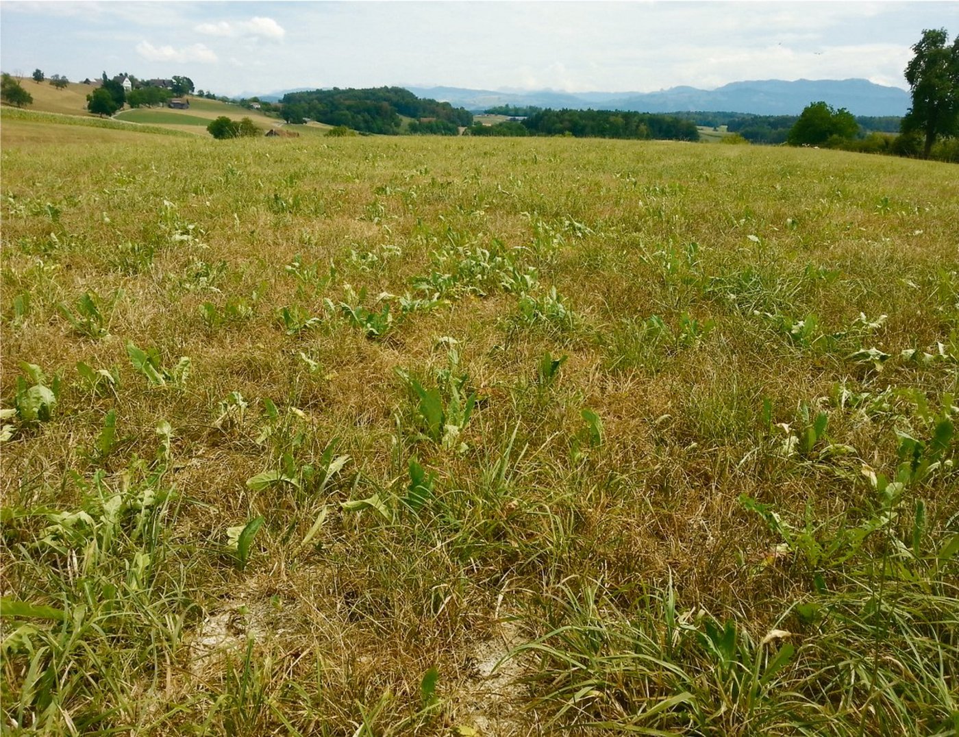 Bei Trockenheit sollte eine Übernutzung der Wiesenbestände vermieden werden. Denn eine zurück-haltende Nutzung wirkt sich positiv auf den Wiesenaustrieb nach dem Trockenstress aus. (Bild zVg)