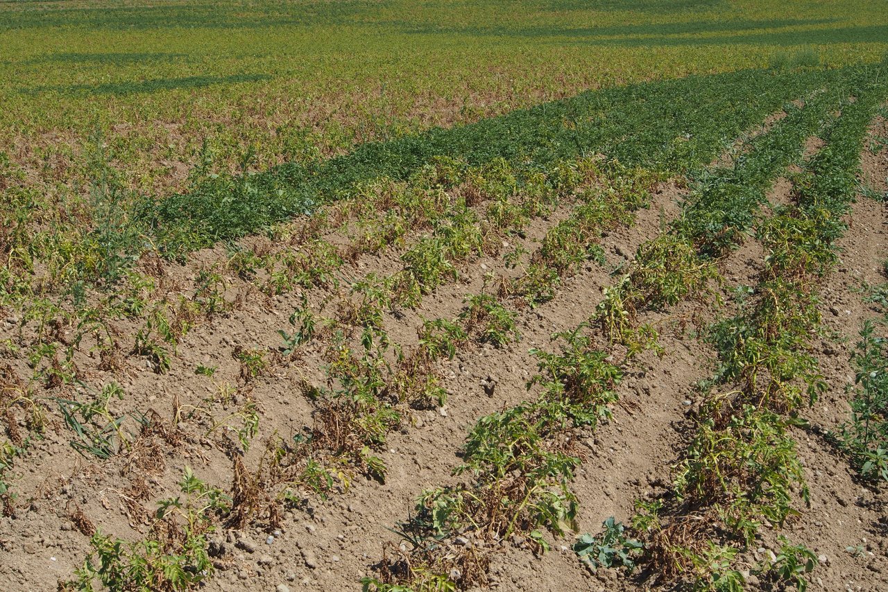 Trockenheitsschäden wie hier an Kartoffeln in der Region Moudon VD können bei der Versicherung Schweizer Hagel abgedeckt werden. (Bild zVg)