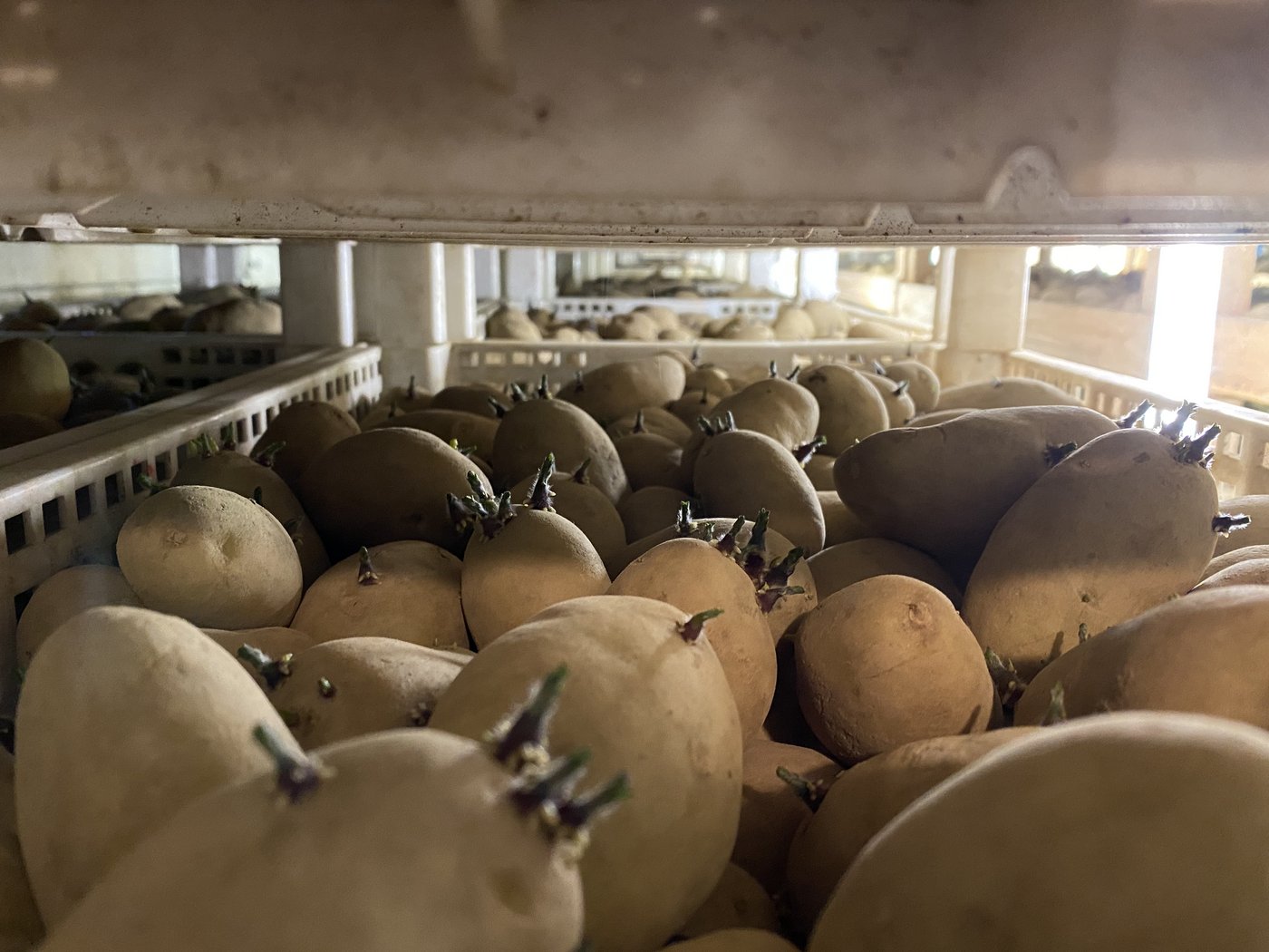 Vor dem Pflanzen sollten die Frühkartoffeln sechs bis acht Wochen vorkeimen. Die empfindlichen Keime sollten nicht zu lang und bereits grün sein, damit sie beim Setzen nicht abbrechen.