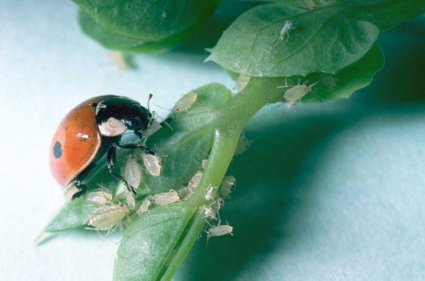 Andermatt Biocontrol kauft 78 % der Abitep GmbH. (Bild Biocontrol Andermatt)
