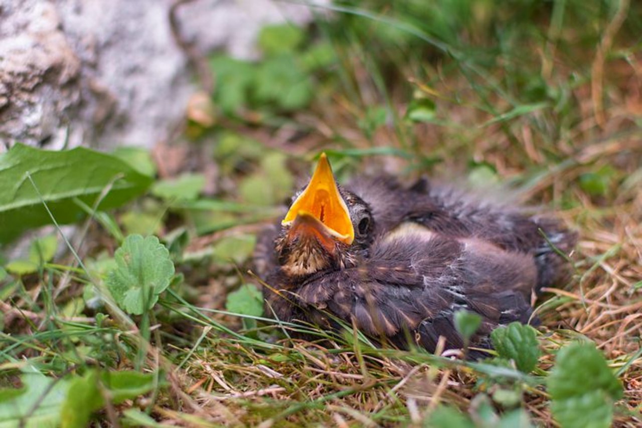 Die Jungvögel werden meist auch noch von ihren Eltern gefüttert, wenn sie sich ausserhalb des Nests befinden. (Bild pixabay)