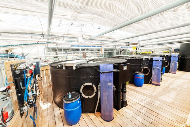 In den drei Becken haben 50 Kubikmeter Wasser Platz. (Bilder Frank Bruederli)
