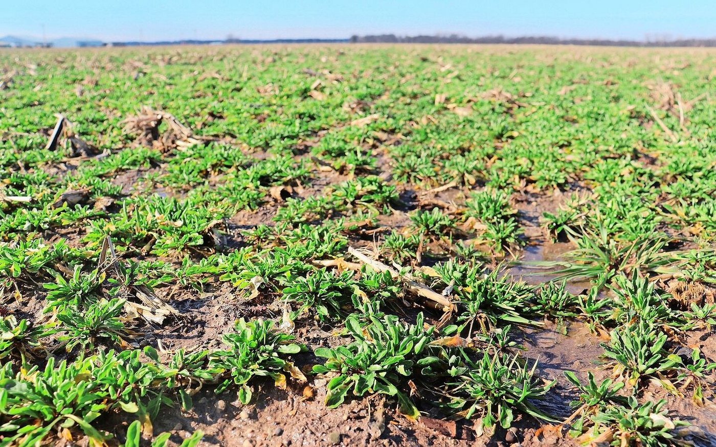 Bayer hat mit Genomeditierung Hellerkraut bearbeitet, um daraus eine Art Gründüngung in Fruchtfolgen mit Mais und Soja zu machen.  