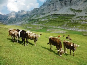 Alpen im Klimawandel: Anpassen statt aufgeben Steigende Temperaturen beschleunigen das Wachstum von Wiesenpflanzen, aber dadurch wird auch die Wasserversorgung schneller zum Problem.(Bild BauZ)