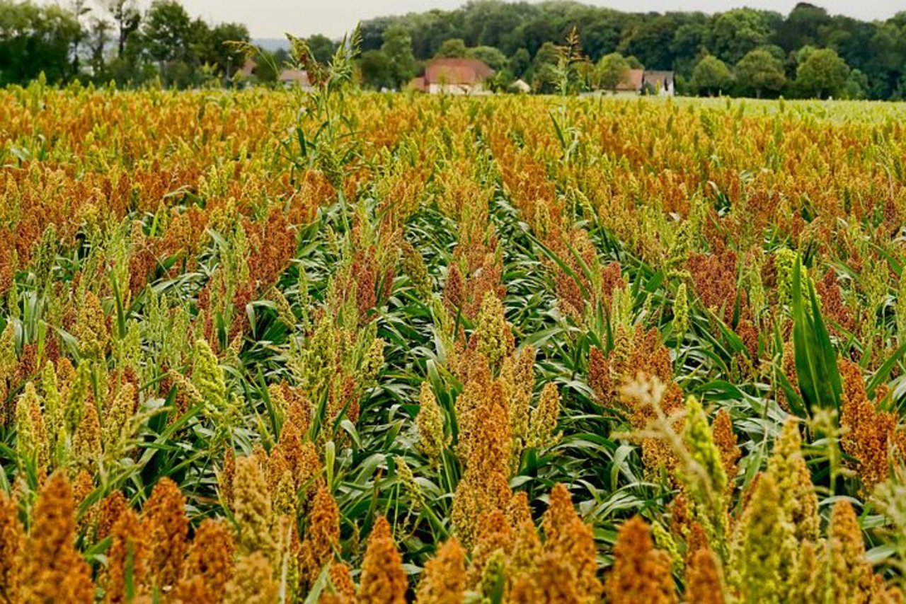 Sorghum gilt als klimataugliche Alternative zu Mais. (Bild Pixabay)