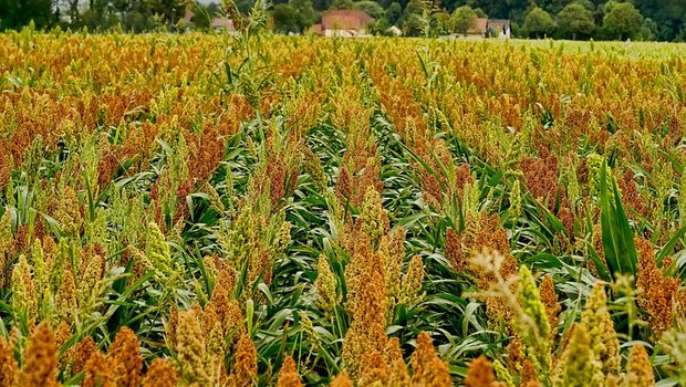 Sorghum gilt als klimataugliche Alternative zu Mais. (Bild Pixabay)