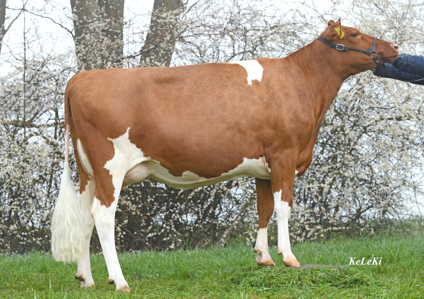 SF-Kuh des Jahres: Kilian Kischa von Adolf und Roland Zemp aus Ramiswil SO. (Bild Swissgenetics)