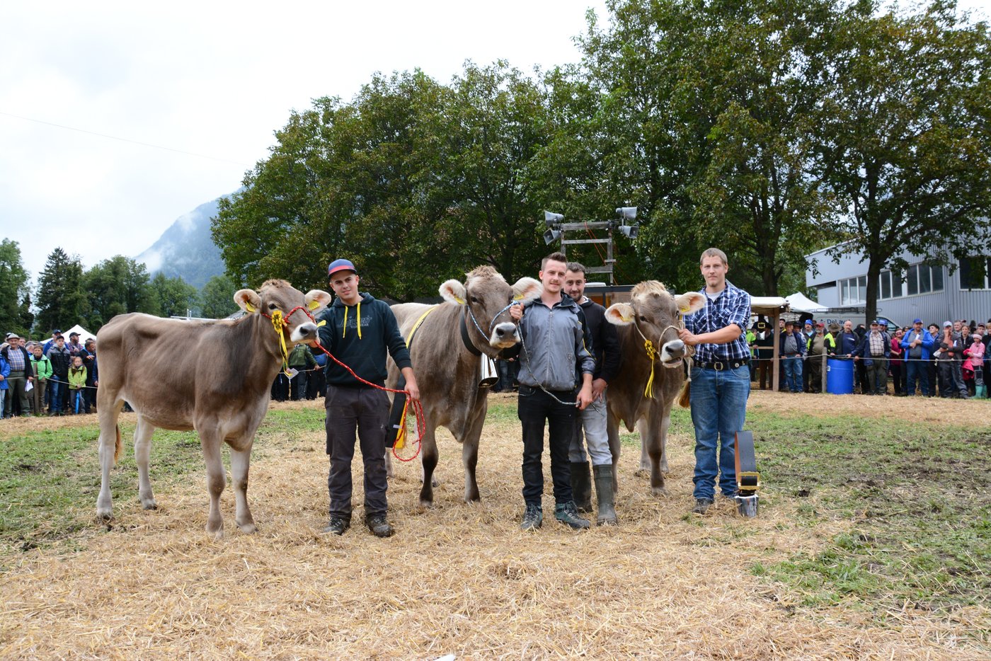 Das Podest der BS-Rinder (v.l.n.r.): Drittplatzierte Helen von Daniel Walker, Flüelen; Siegerin Ascard von Klaus Kempf, Unterschächen; 2. Rang für Elodie von Thomas Baumann, Schattdorf. 