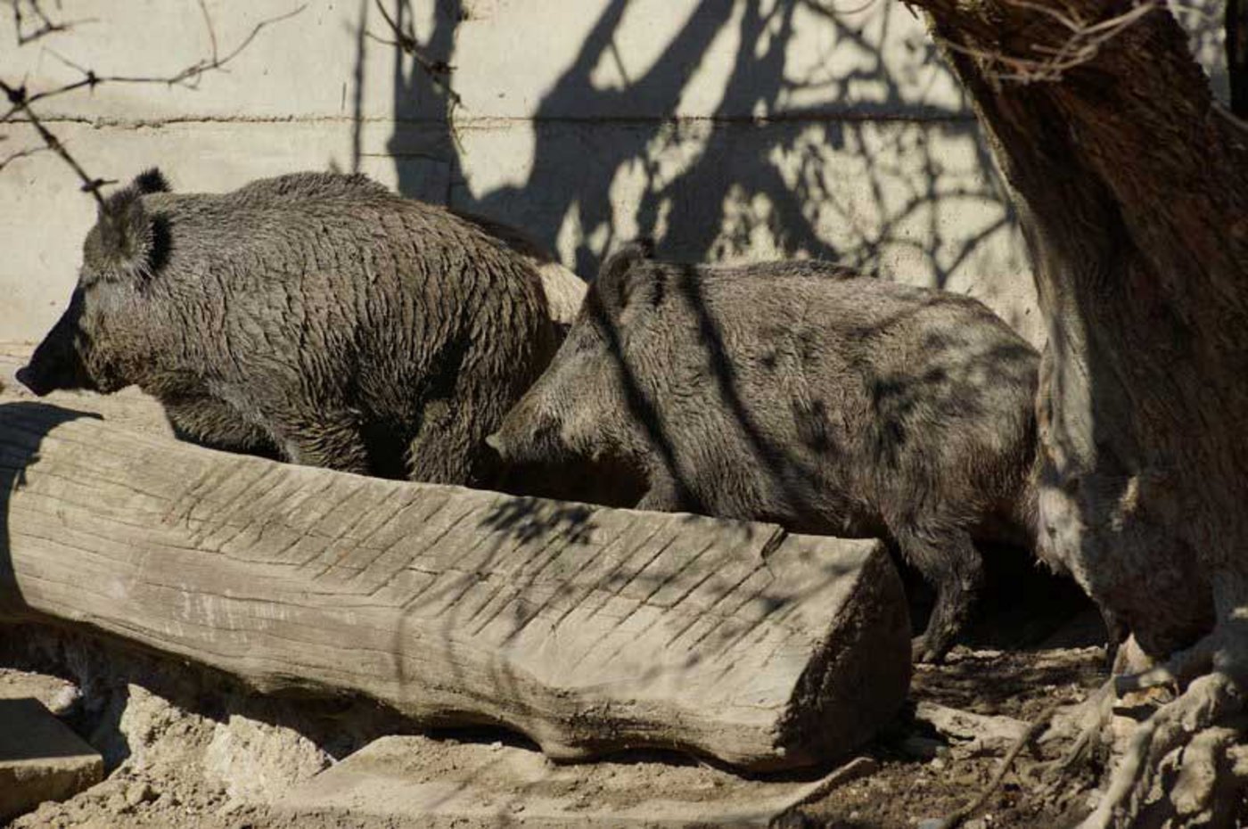 Infizierte Wildschweine können Hausschweine anstecken. (Symbolbild BauZ)