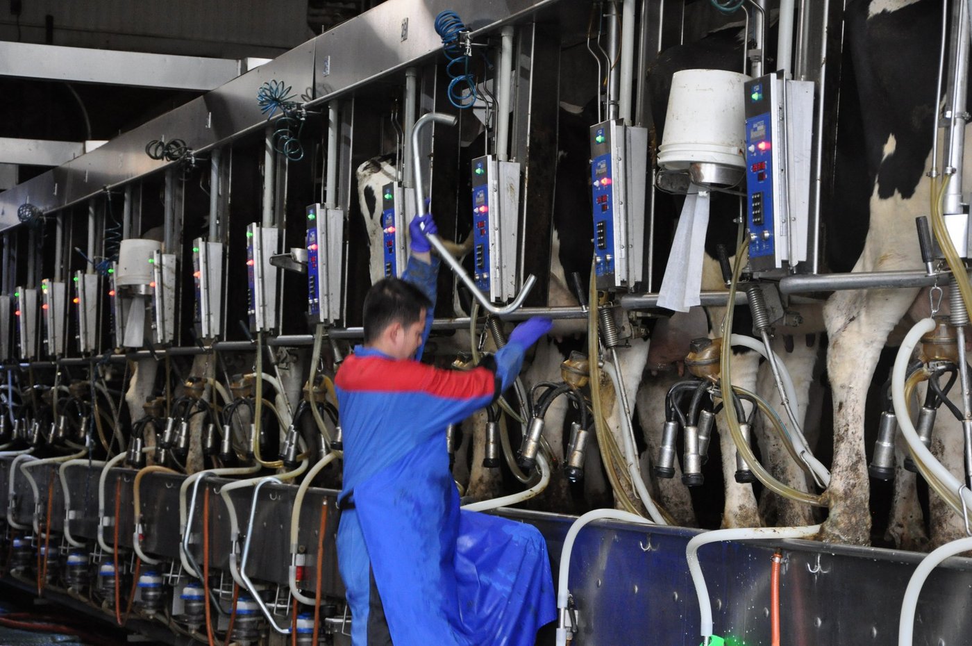 Melken: In Kanada ist alles etwas grösser. (Bilder Tamara Wülser)