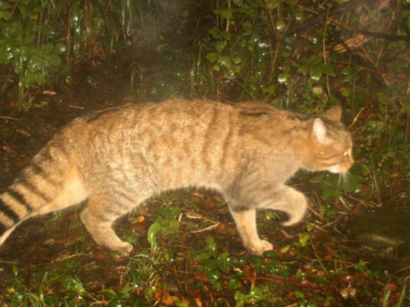Diese Wildkatze tappte im Kanton Genf in eine Fotofalle. (Bild République et canton de Genève)