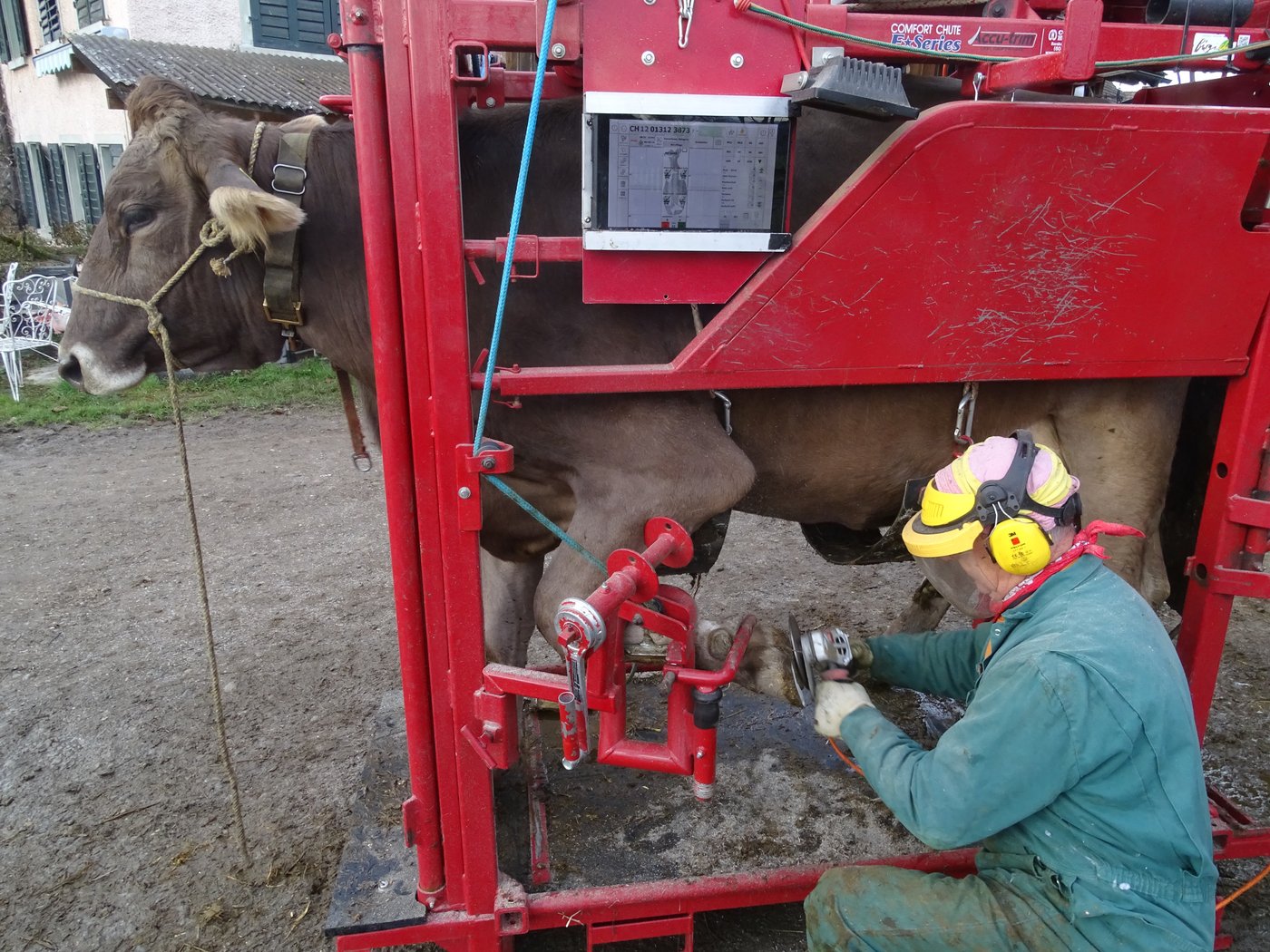 Die bei der routinemässigen Klauenpflege aufgenommenen Daten sollen die Kontrolle der betrieblichen Klauengesundheit sicherstellen. (Bild Vetsuisse Bern)
