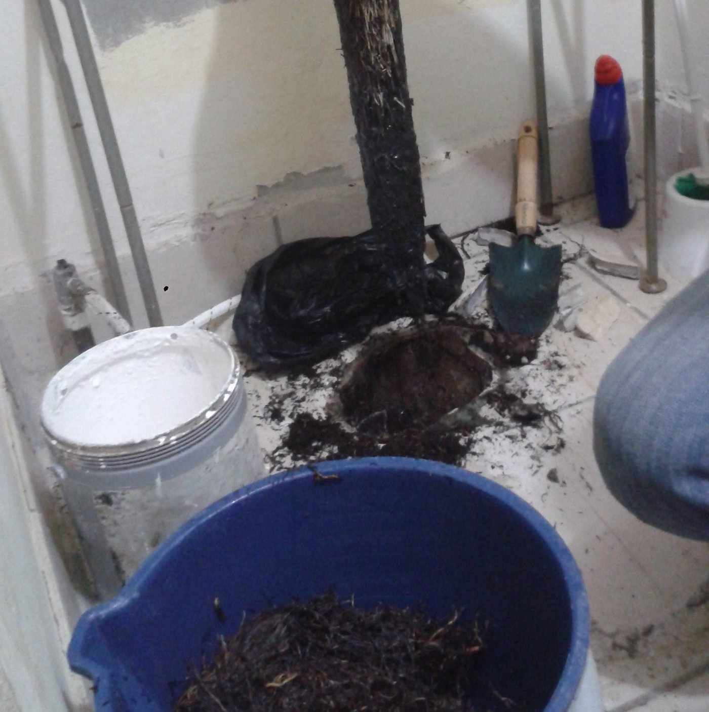 Eine Wurzel verstopfte den Abfluss, dies hatte weniger schöne Konsequenzen nach sich getragen. (Bild Mirka Lötscher Arauz Perez)