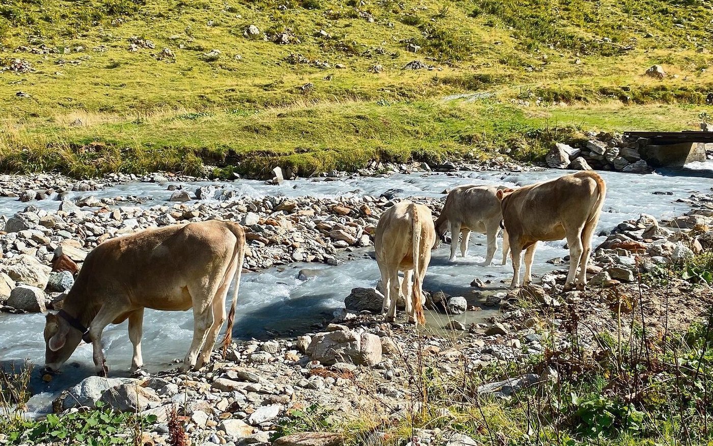 Fitnesszuchtwerte geben etwa darüber Auskunft, wie hoch die Aufzuchtverluste bei Stieren sind, d. h. wie viele Nachkommen vor dem ersten Abkalben abgehen.