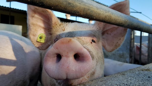 In Belgien liegen die Schweinepreise 30 % unter dem Vorjahresniveau. (Bild BauernZeitung/Archiv)