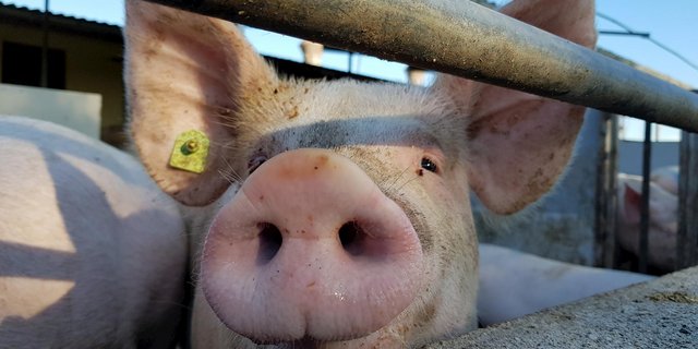 In Belgien liegen die Schweinepreise 30 % unter dem Vorjahresniveau. (Bild BauernZeitung/Archiv)