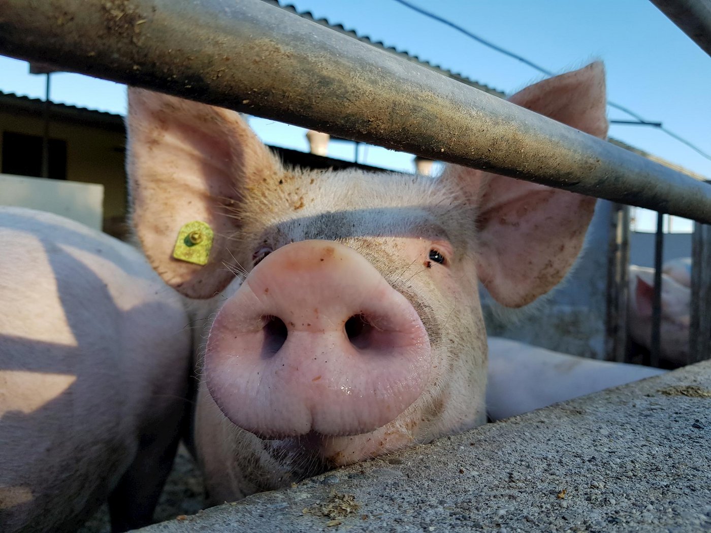 In Belgien liegen die Schweinepreise 30 % unter dem Vorjahresniveau. (Bild BauernZeitung/Archiv)