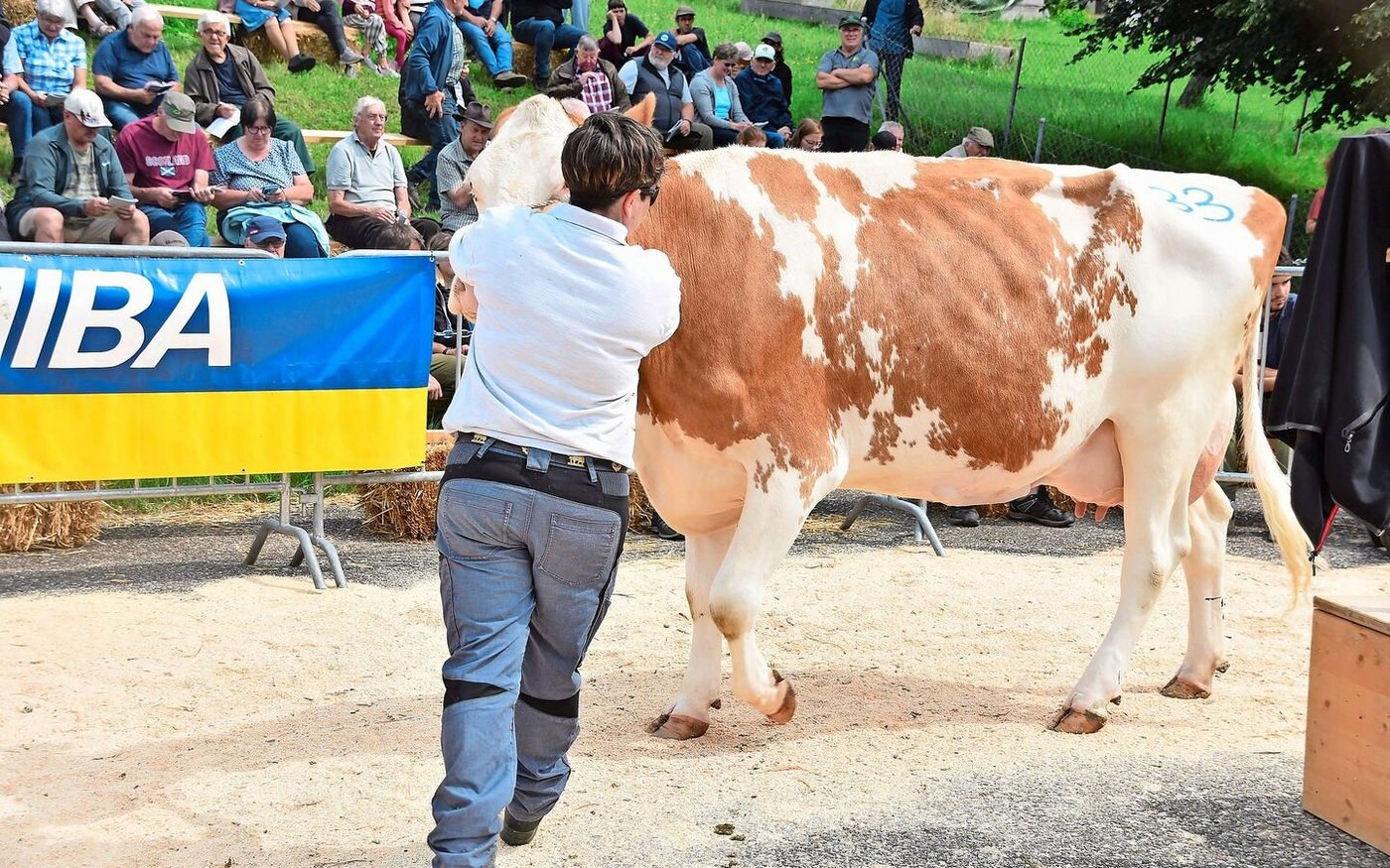 Die eindrückliche SF-Kuh Bader’s Florino Ahorn P von Thomas Bader aus Eptingen galt 4000 Franken. 