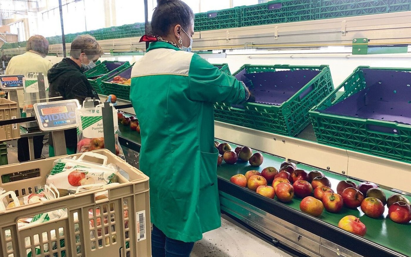 Makellos im Aussehen und möglichst günstig. Das erwarten die meisten Konsument(innen) von Schweizer Früchten. Das Bild zeigt das Abpacken für M-Budget in der Obsthalle Sursee. 