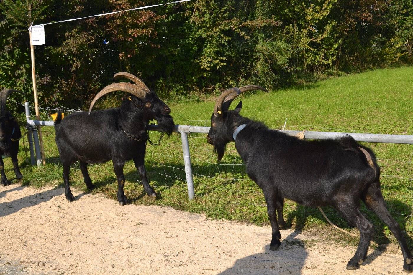 Die Ziegenböcke der Rasse Nera Verzasca boten ein eindrückliches Bild. (Bilder Paul Küchler)