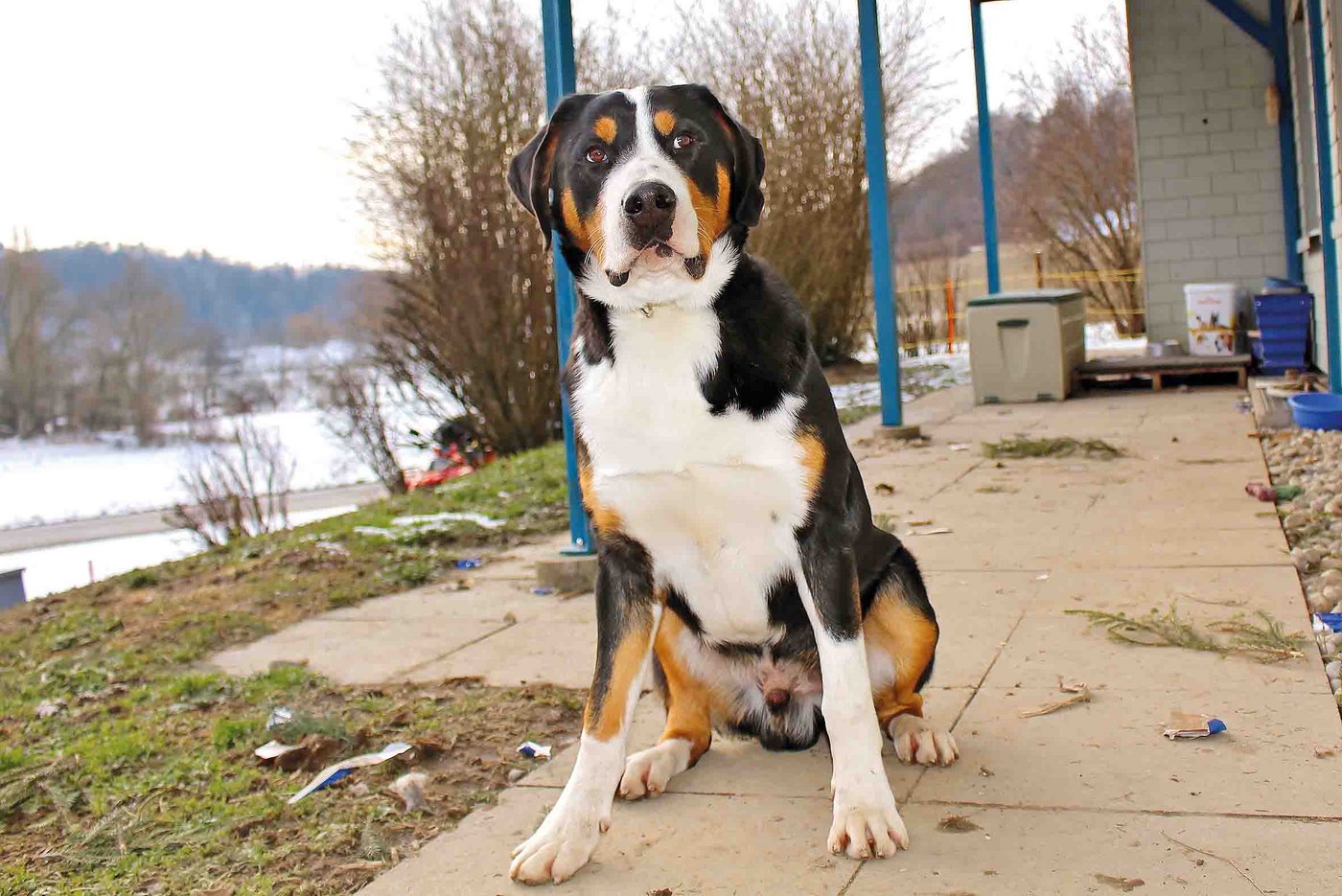 Balu ist ein aufmerksamer Wachhund. Fremde meldet er lautstark an.