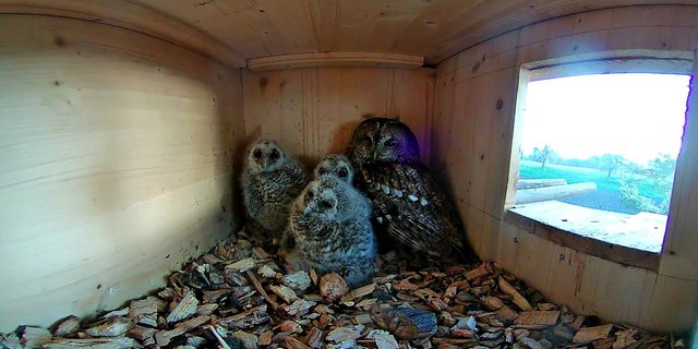 Familie Waldkauz fühlt sich wohl in Wetzikon. Im Kasten hat es immer ein paar Mäuse zur Verpflegung. (Bilder Stefan Kaufmann)