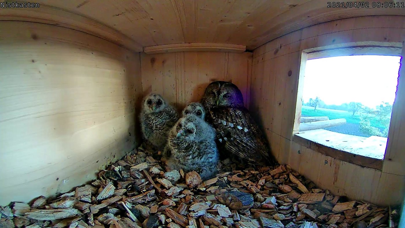 Familie Waldkauz fühlt sich wohl in Wetzikon. Im Kasten hat es immer ein paar Mäuse zur Verpflegung. (Bilder Stefan Kaufmann)